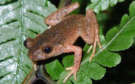 Misty Mountains And Moss Frogs Accelerating Amphibian Conservation In