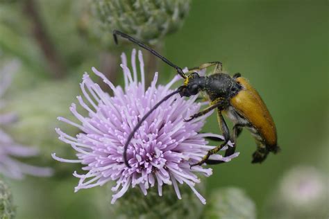 Tawny Longhorn Beetle Paracorymba Fulva Adults Can Be Se Flickr