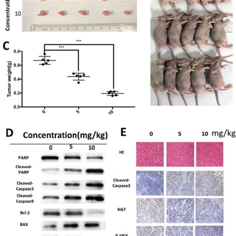 Cordycepin Suppressed Tumor Growth In Vivo A C Mice Were Treated