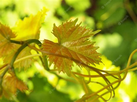 Premium Photo | Grape leaves