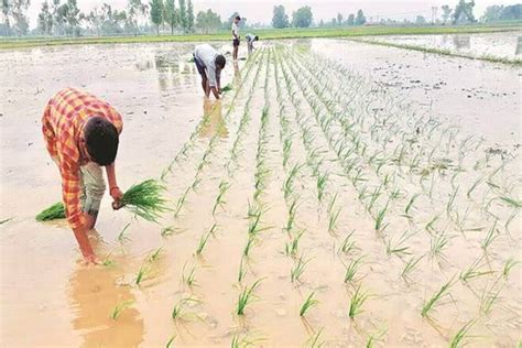 Paddy Procurement To Start From Tomorrow With Up Govt Setting Up