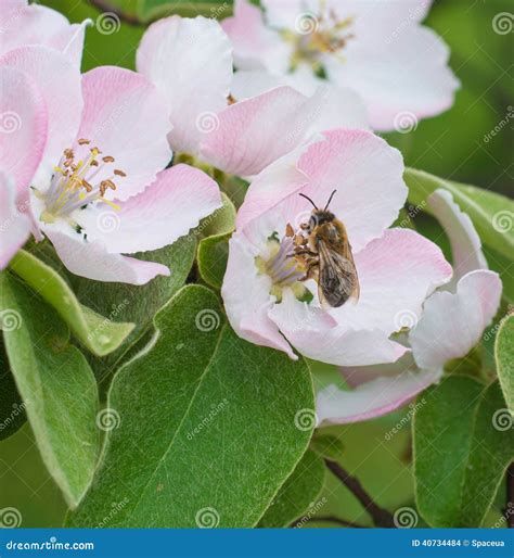 Honey Bee On Apple Tree Flower Blossom Stock Photo Image Of Blue