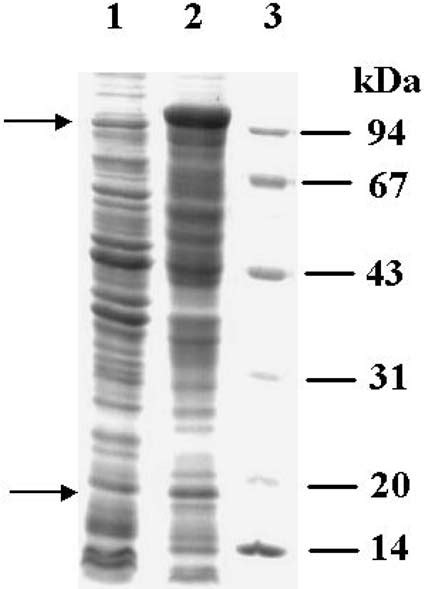 SDS PAGE Analysis Of The Whole Cell Of E Coli BL21 DE3 PET ALD Lane