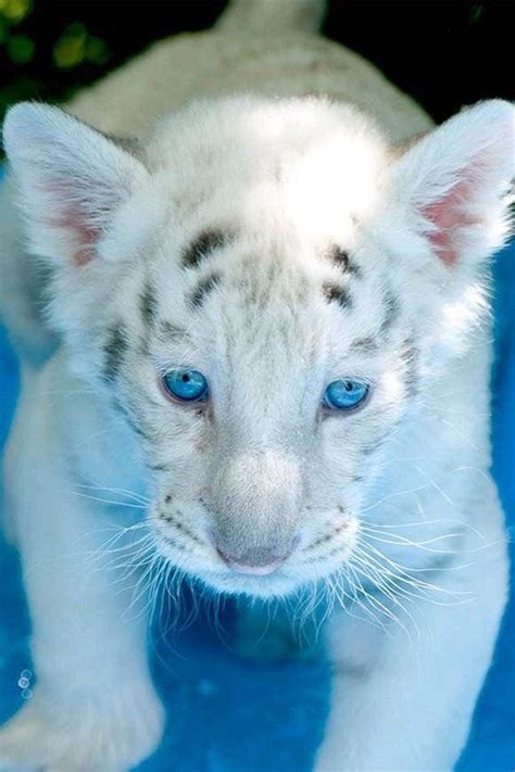 Cute White Lion Cubs With Blue Eyes