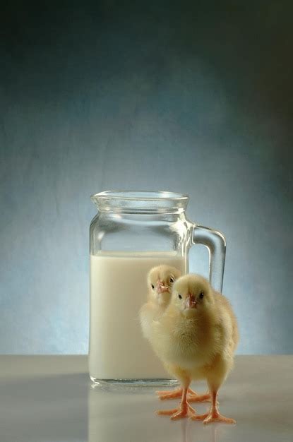 Images De Lait Poule T L Chargement Gratuit Sur Freepik