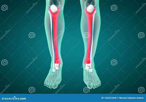 D Illustration Of Tibia Part Of Human Skeleton Stock Image