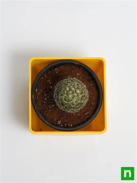Buy Notocactus rutilans - Cactus Plant online from Nurserylive at ...