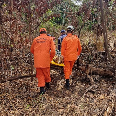 Morre homem atingido por queda de árvore no Sul de Roraima Roraima G1