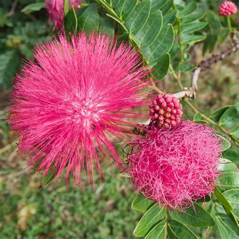 Dixie Pink Powder Puff Tree Yougarden