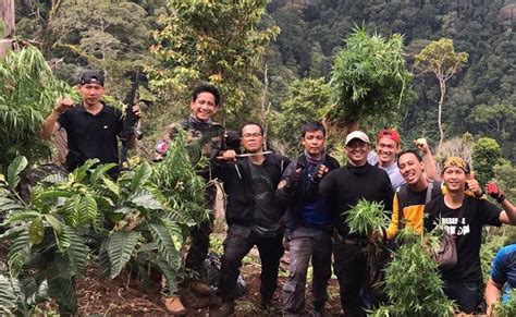 Polisi Temukan Ladang Ganja Seluas Hektare Di Kawasan Hutan Lindung