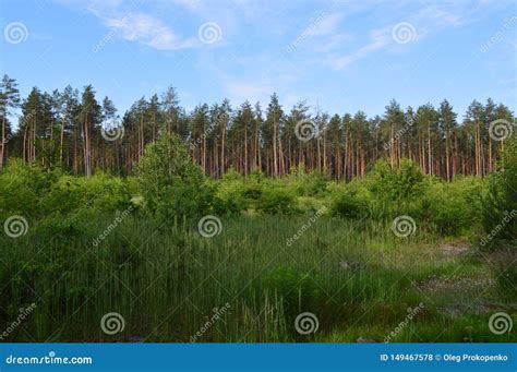 Paisajes De Las Plantas Y De Los Rboles Del Bosque Del Verano Foto De