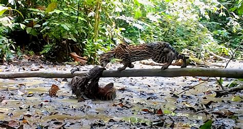 Vidéo rare et surprenante d un combat entre un paresseux et un ocelot