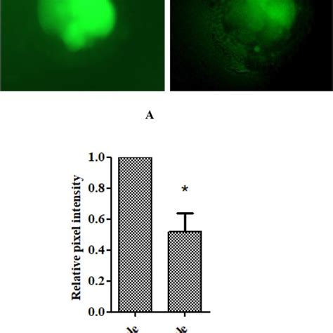 Sex Specific Differences In Intracellular Embryonic Ros Level