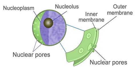 Nuclear Membrane - QS Study