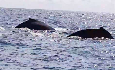 Mueren 28 Ballenas Que Quedaron Varadas En Playa De Australia