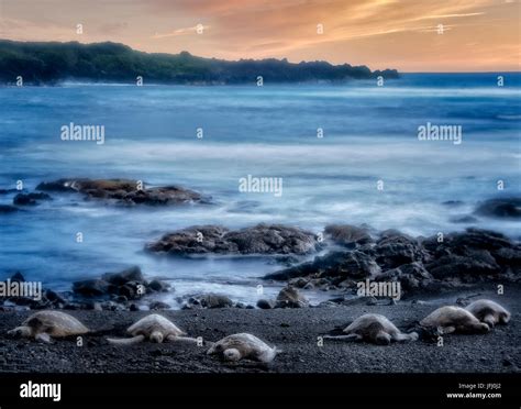 Turtles on beach at Punaluu Black Sand Beach. Hawaii Island Stock Photo ...