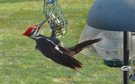 Male Pileated Woodpecker At A Suet Feeder Feederwatch