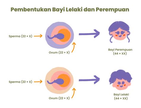 cara menentukan jenis kelamin bayi berdasarkan usia ibu