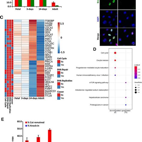 Expression Of HDR Related Genes And Efficiency Of CRISPR Cas9 Mediated