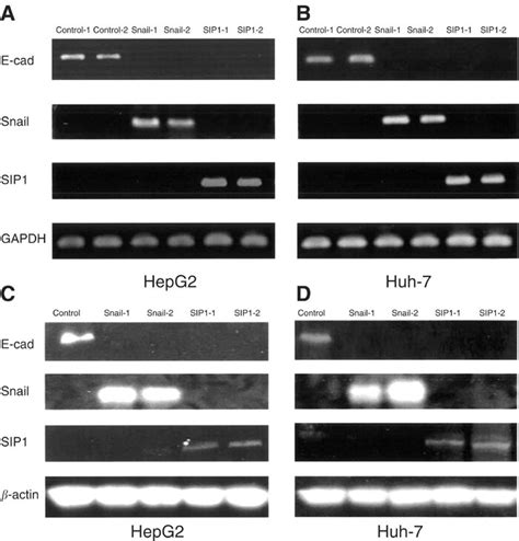 Exogenous Expression Of Snail And SIP1 Repressed E Cad MRNA And