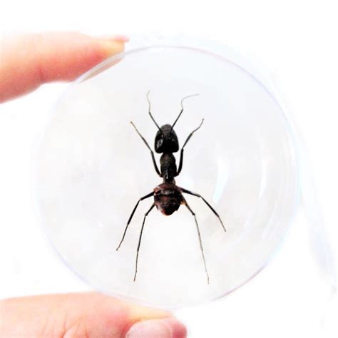 Camponotus Gigas Real Bullet Ant Christmas Ornament Malaysia - Etsy