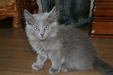 Nebelung Info, Personality, Pictures, Kittens