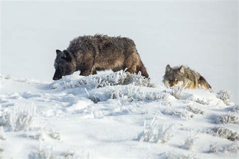 Nevada's First Wolf Pack in 100 Years Was Actually Coyotes | Outdoor Life