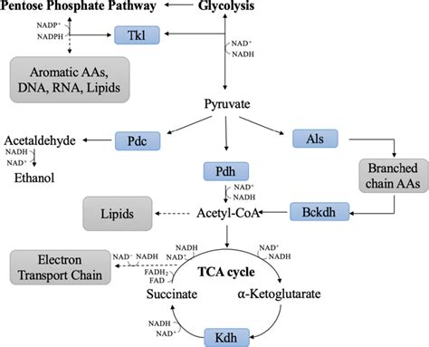 Thiamine Dependent Enzymes In Yeast Metabolism Thiamine Dependent