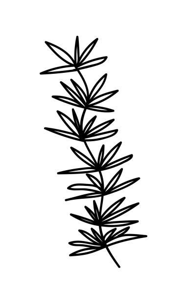 110 Seagrass Drawing Stock Illustrations Royalty Free Vector Graphics And Clip Art Istock