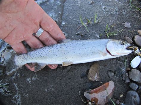 SNAKE RIVER FINE-SPOTTED CUTTHROAT TROUT | Flickr - Photo Sharing!