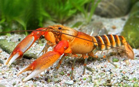 Zebra Crayfish Ruinemans Group