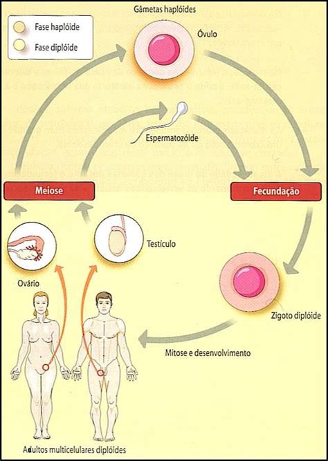 Ciclos De Vida Unidade E Diversidade Biologia