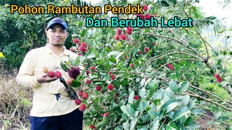 Pohon Rambutan Pendek Dan Berbuah Lebat Buttu Lombong YouTube