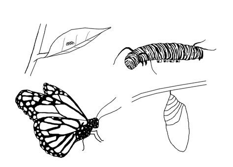 Collection Of Caterpillar Into Butterfly Png Pluspng