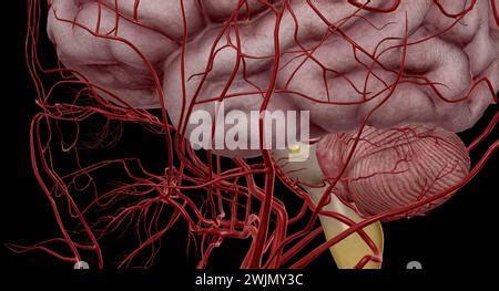 D Reconstruction From Ct Scanner And Angiography Of The Skull And Its