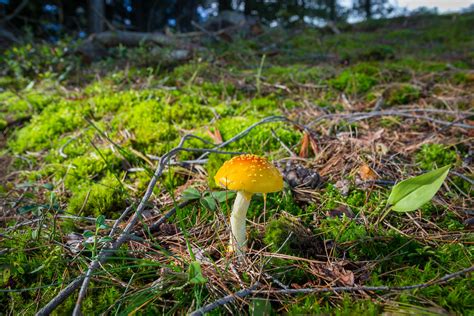 Amanita Muscaria Caught My Attention By The Beautiful Ligh Flickr