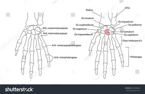 Bones Left Hand View Below Labeled Stock Vector (Royalty Free) 252049864