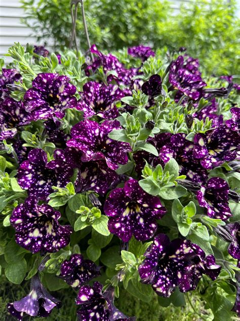 Got these galaxy petunia hanging baskets today. I’m obsessed : r/flowers