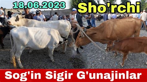 SURXONDARYO SHO RCHI MOLBOZORI SOG IN SIGIRLAR VA G UNAJINLAR NARXLARI