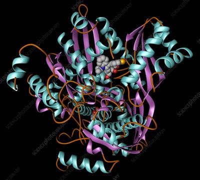 Fluvastatin Inhibits Hmg Coa Reductase Stock Image C