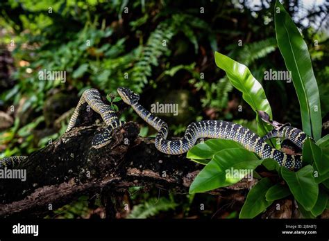 Wild Wagler S Pit Viper Snakes Also Known As Temple Pit Vipers Are