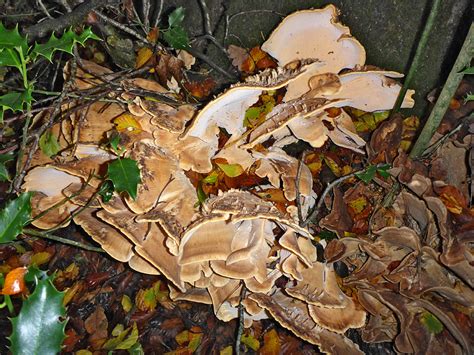 Photographs Of Collingbourne Wood Wiltshire England Giant Polypore