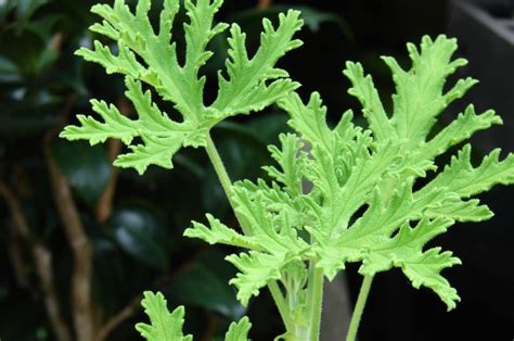 Citronella Plant Easy Guide How To Grow The Mosquito Plant