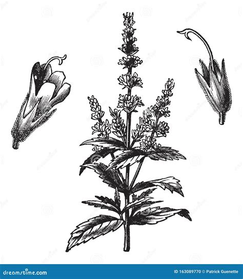 Common Mint Mentha Viridis, Vintage Engraving Vector Illustration