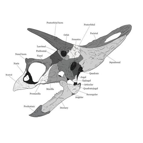 Torosaurus latus Scaled Skull | Paleontologist, Largest dinosaur, Teeth cast