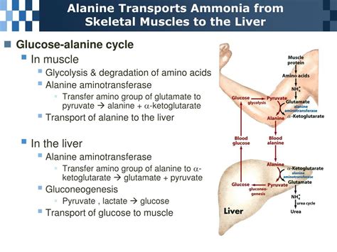 Ppt Chapter 18 Amino Acid Oxidation And The Production Of Urea Powerpoint Presentation Id