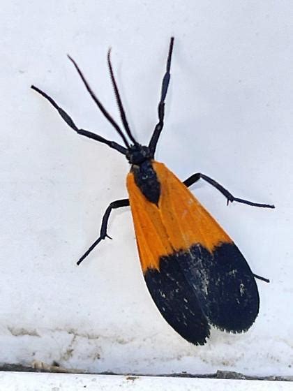 Black And Yellow Lichen Moth Lycomorpha Pholus Lycomorpha Pholus