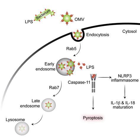 Bacterial Outer Membrane Vesicles Mediate Cytosolic Localization Of LPS