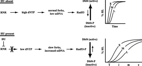 Model For Checkpoint Mediated Modulation Of The S Phase Clock Hu