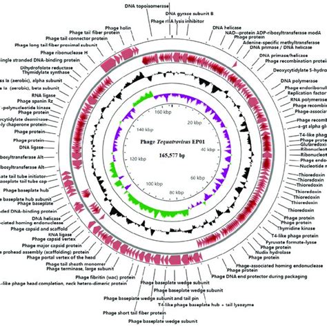 Comparative Circular Genome Map Of Phage Tequatrovirus Ep01 Gc Content Download Scientific